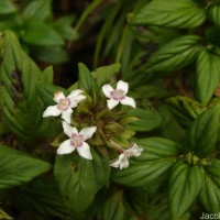 Knoxia platycarpa var. hirsuta (Arn.) Thwaites